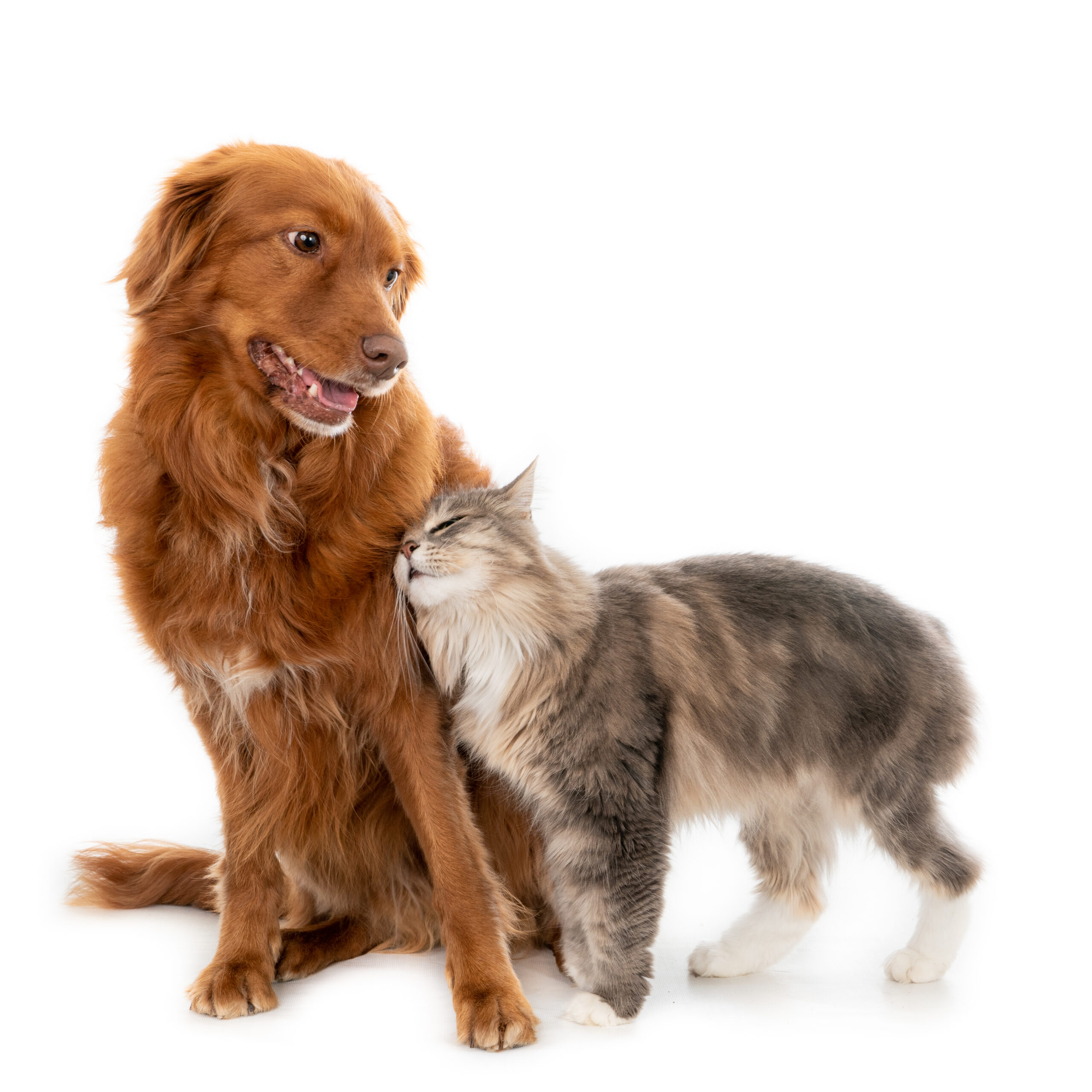 longhaired-cat-cuddling-with-dog