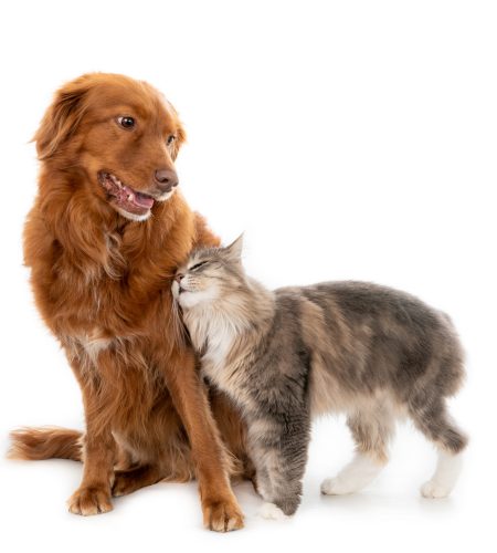 longhaired-cat-cuddling-with-dog